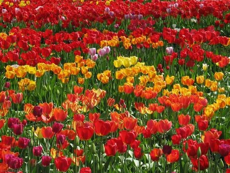 Tulips - tulip, flower, nature