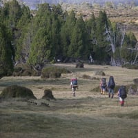 Ancient Pencil Pines (Athrotaxis cupressoides), Tasmania.