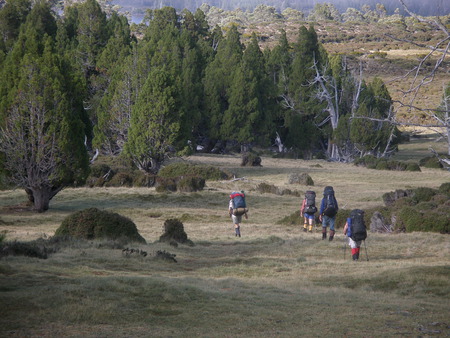 Ancient Pencil Pines (Athrotaxis cupressoides), Tasmania. - ancient, tasmania, conifer, athrotaxis, australia