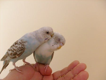 Bıcır&Pıtır - bird, lovebird, parrot, canary, parakeet, cockatiel, budgie, finch, beak