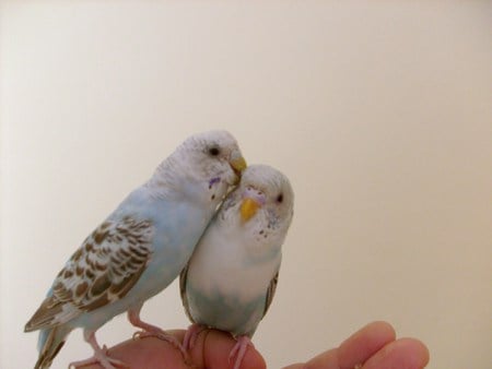 Bıcır&Pıtır by Kerem Küpeli - cockatiel, bird, pet, budgie, finch, parrot, parakeet, lovebirds