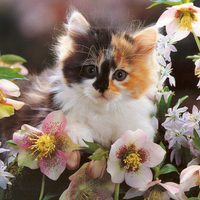 kitten in flower