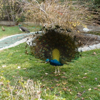 beautiful peacock