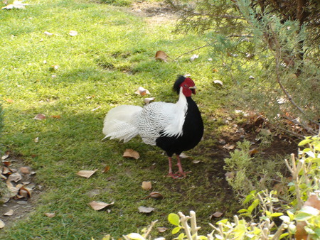 wondered bird - the bird, iran, bird, the birds, birds