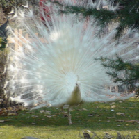 white peacock