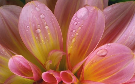 Pink  - win7, nature, view, abstract, yellow, pink, summer, flowers