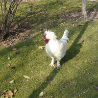 white hen