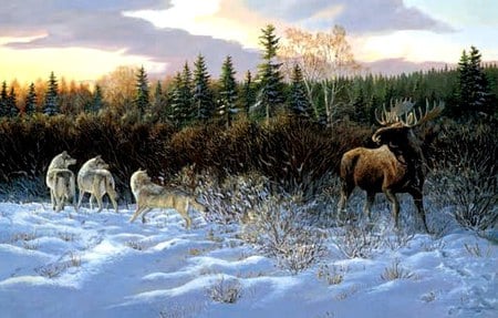 Winter Confrontation - snow, wilderness, moose, wolves