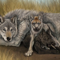 Female wolf with babies