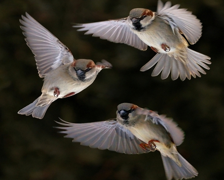 Orbit of Sparrows - animals, wings, orbit, sparrow, fly, birds