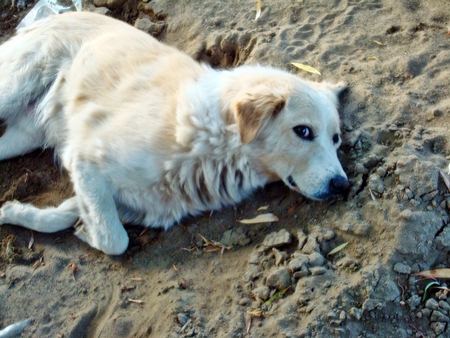 Flying Dog - white, bright, dark, dog, sand, cute, black, fly