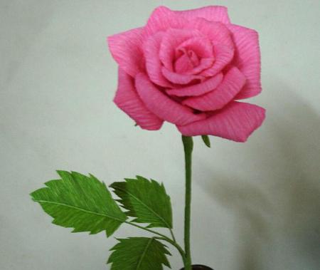 Pink rose - flowers, roses