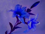 Blue flower