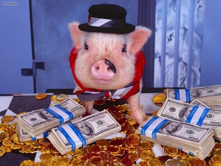 Hey Pig Spender - animals, pigs, hats, funny, money