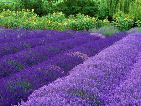 Purple Haze Lavender Farm - flowers, nature, lavender, purple, photography, washington, light