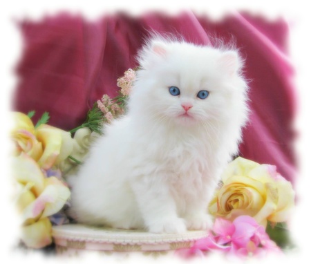 Whity - flowers, white, kitten, cute, cats, animals