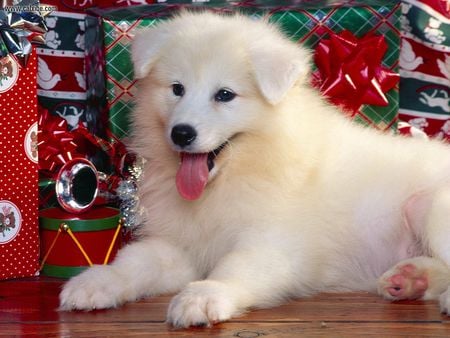 Wheres My Present? - christmas, dogs, photography, presents, puppies