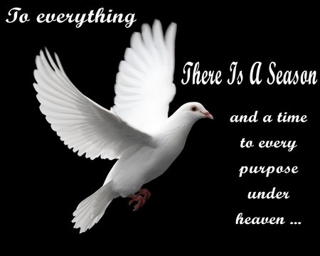 To Everything There Is A Season - dove, peace, black, bird, text, white, picture, cool, animal