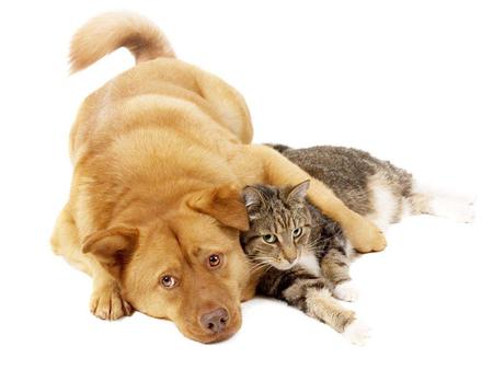 Friends ♥ - gato, animal, dog, friends, cachorro, love, cat