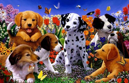 Puppies - dog, puppy, cachorro, animal