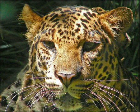 Leopard - photography, animals, leopards, cats, africa