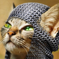 Medieval Cat