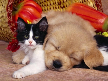 Kittens and puppy