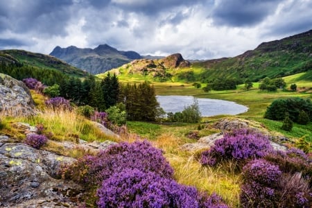 Fir Trees in Mountains - nature, fir, lake, trees, clouds, mountains, wildflowers