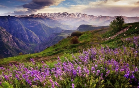 ♥ - nature, pink, mountain, fields