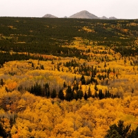 Aspen trees turn gold in autumn