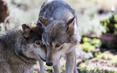 Wolves - lup, wolf, animal, couple