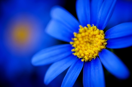 Flower - yellow, summer, blue, flower, vara