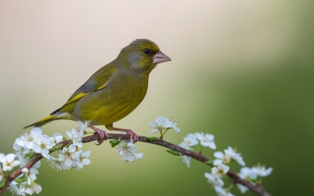 Bird - bird, green, pasare, spring, flower