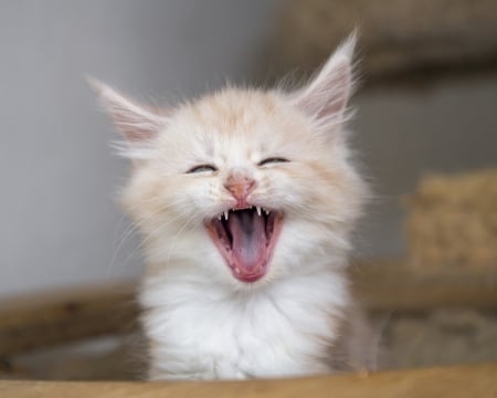 Kitten - pink, sweet, cat, laugh, pisica, smile, animal, kitten, funny, face, tongue