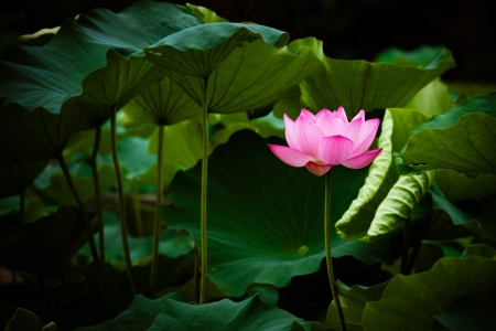 water lilly - nature, fun, cool, water lilly, flower