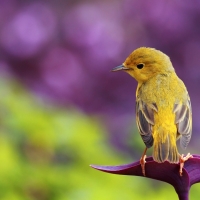 Little Yellow Spring Bird