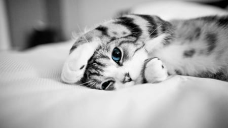 Blue Eyed Kitten - animal, kitten, blue eyed, cute, cat