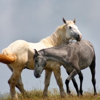 Two Horses