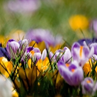 Yellow and Purple Spring Flowers