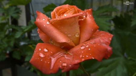 Drops on Orange Rose - flowers, nature, dew, macro, drops, rose, orange, petals