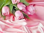 Beautiful pink Tulips