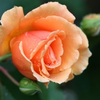 Stunning Orange Rose