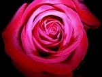 Delicate red rose