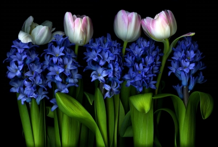 Awesome spring flowers - flowers, tulips, love, blue