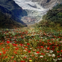 Glacial Wild Flowers