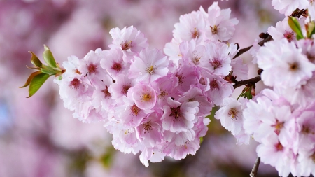 Cherry Blossoms - delicate, plum blossoms, floral, japan, sakura, washington dc, firefox pesona theme, flowers, cherry blossoms