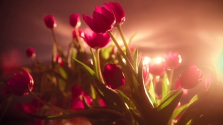 Beautiful WP - tulips, WP, red, field, leaves