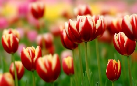 Spring flowers - tulips, field, flowers, red