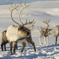 Reindeers in the snow