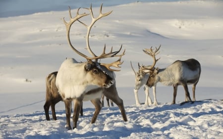 Reindeers in the snow - animals, cool, fun, deer, smow